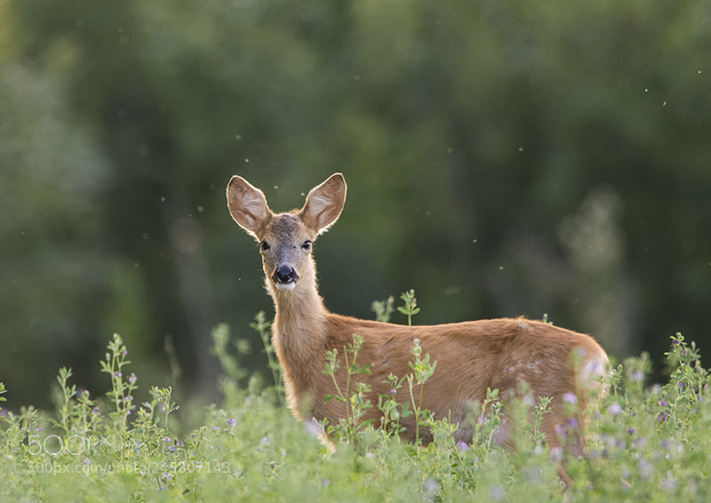 Nikon D7100 sample photo. - photography