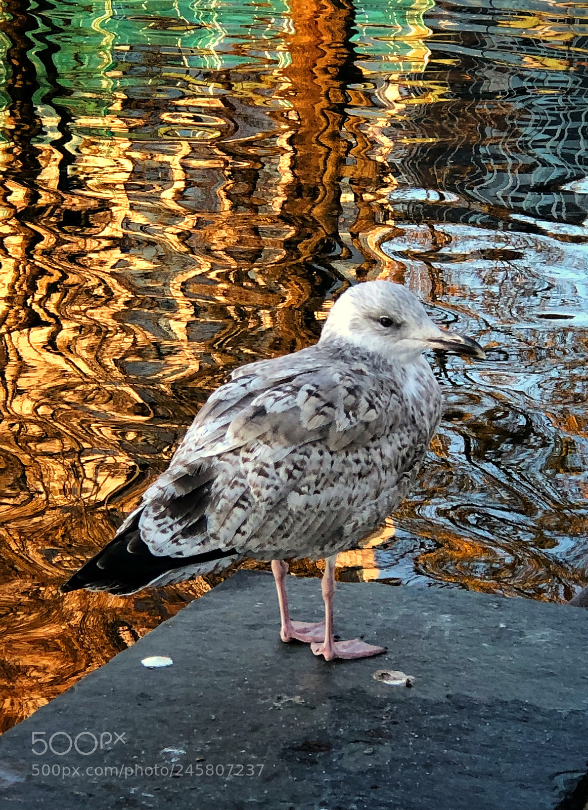 Apple iPhone 8 Plus sample photo. Stavanger,norway photography