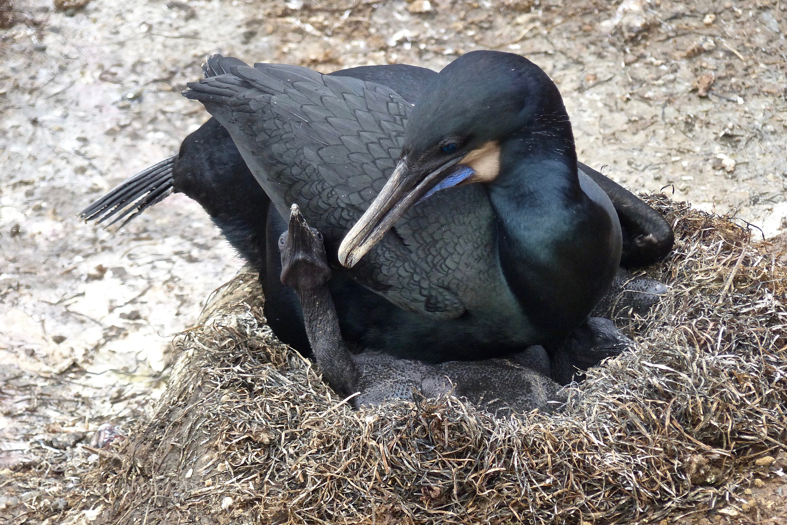 Panasonic Lumix DMC-FZ200 sample photo. A new cormorant explores photography