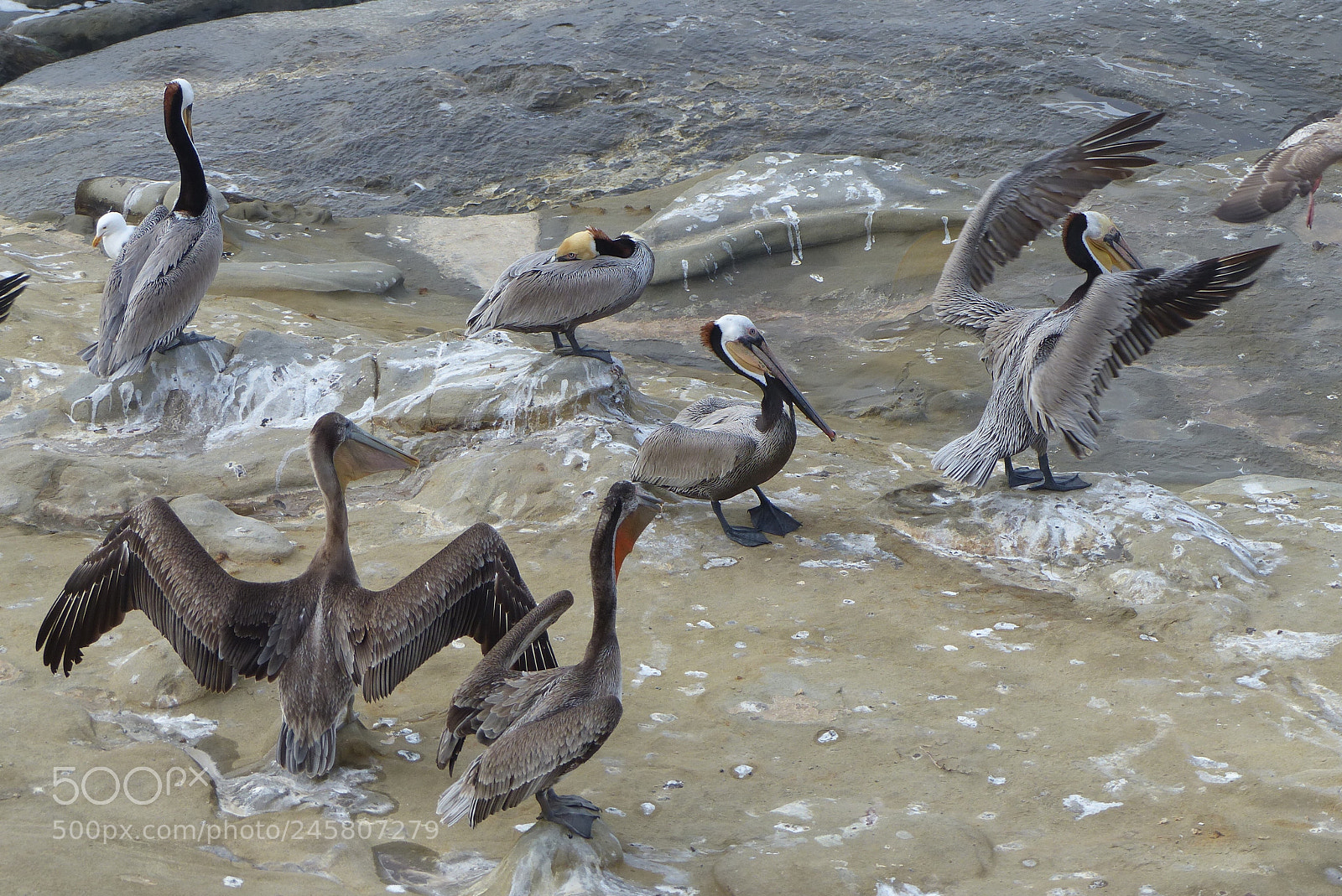 Panasonic Lumix DMC-FZ200 sample photo. Pelicans play in the photography