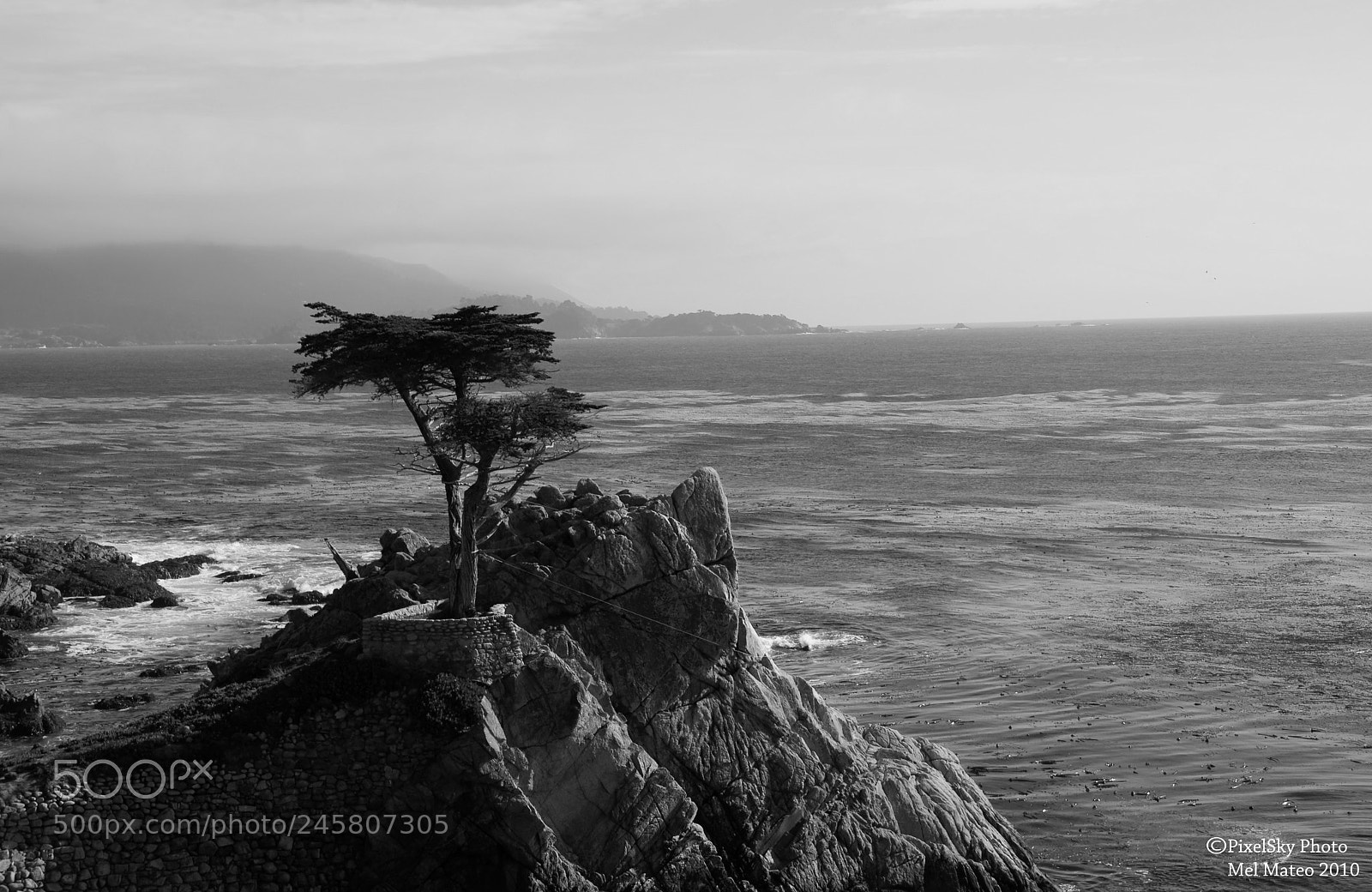 Sony Alpha DSLR-A200 sample photo. Lone cypress tree photography