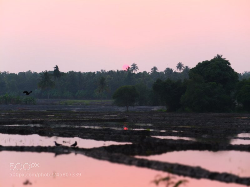 Fujifilm X10 sample photo. Bird life & sunset_srilanka photography