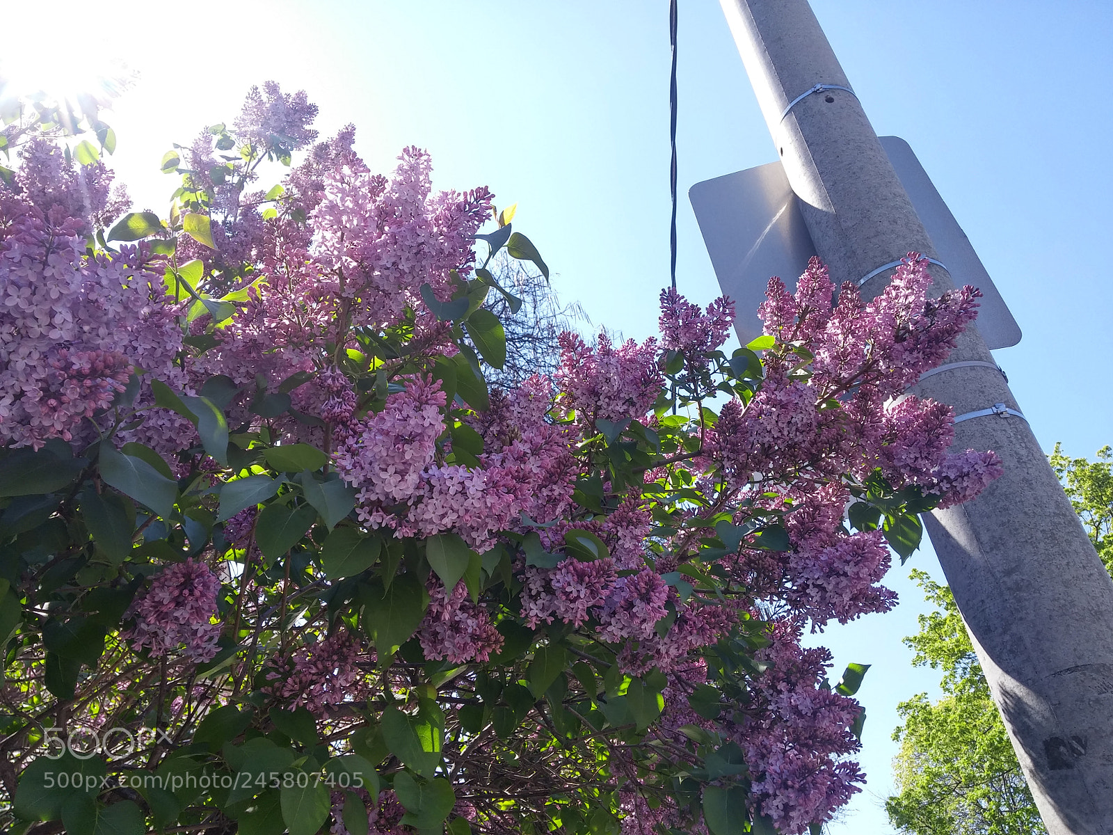 LG G3 sample photo. Random flower photography