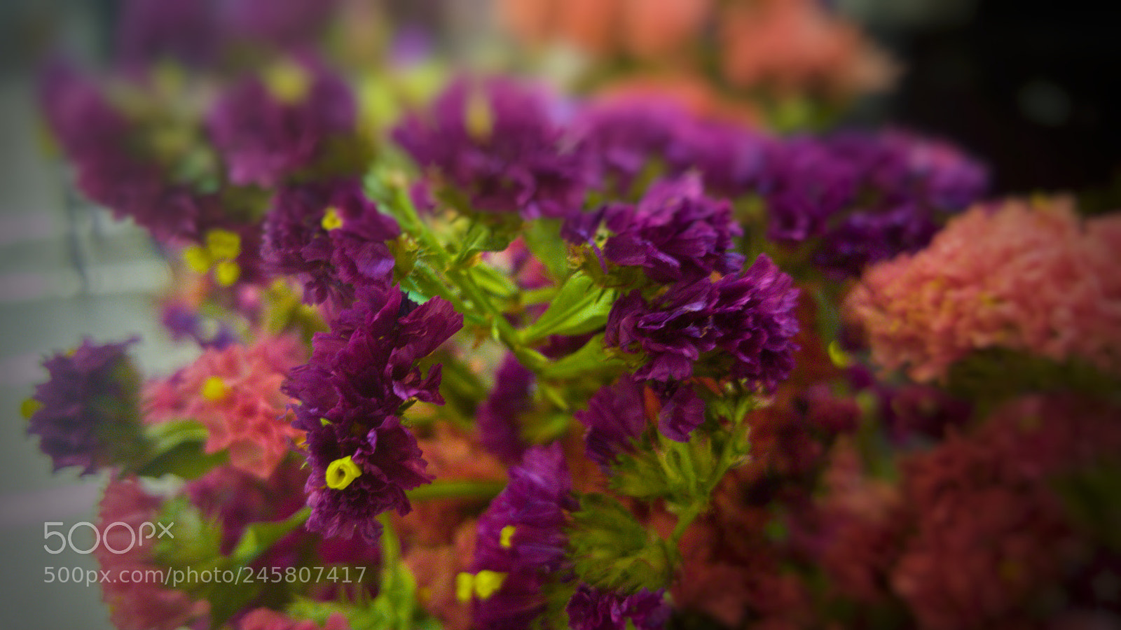 Samsung GALAXY S6 edge sample photo. Flower duet photography