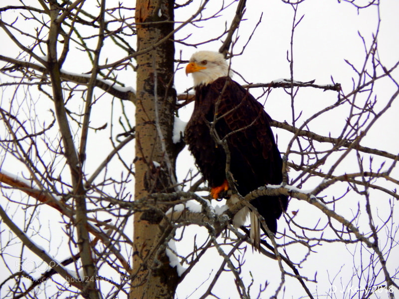 Nikon Coolpix L830 sample photo. Eagle perched high in photography