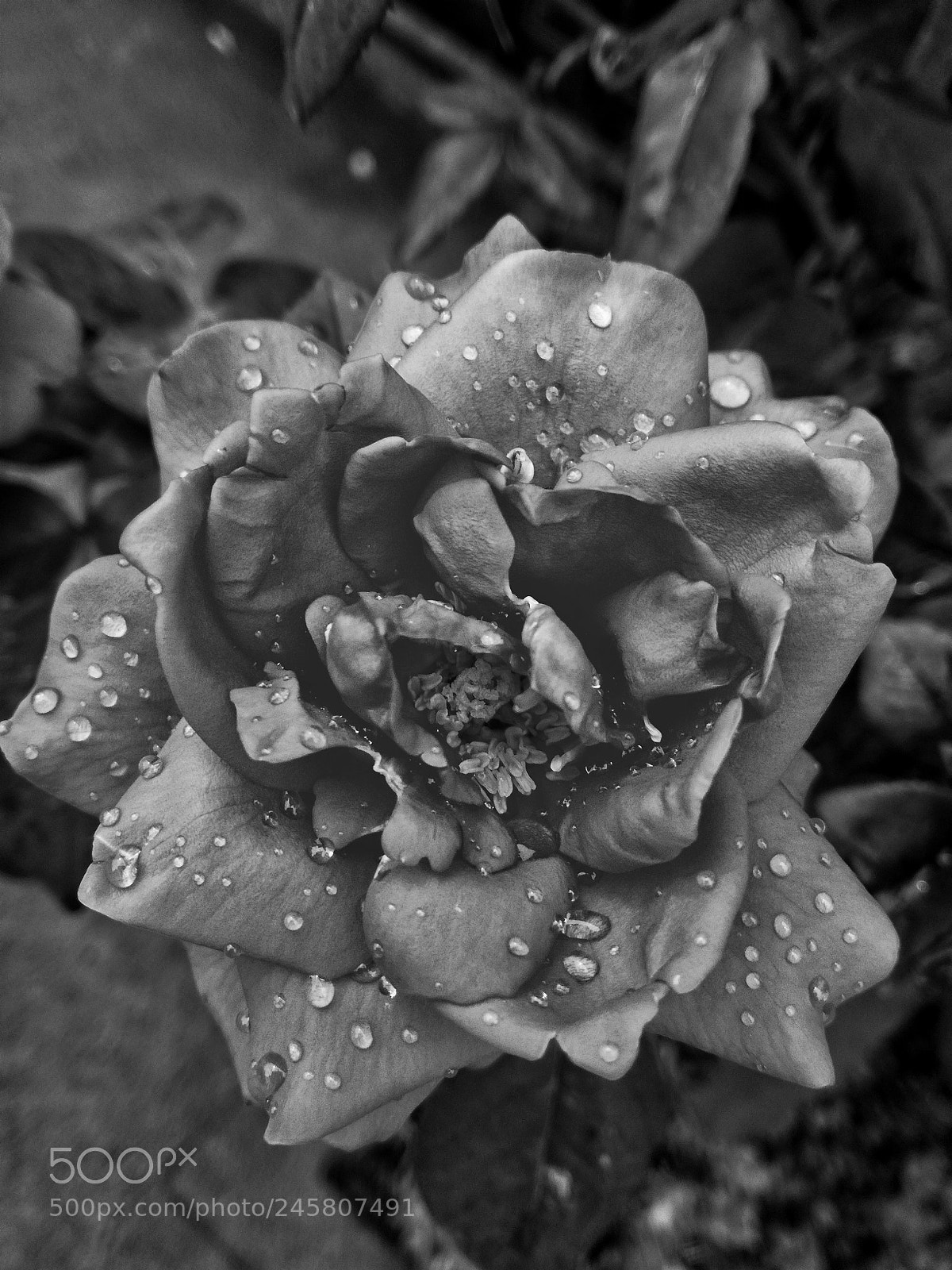 HUAWEI P9 LITE sample photo. Black&withe photography
