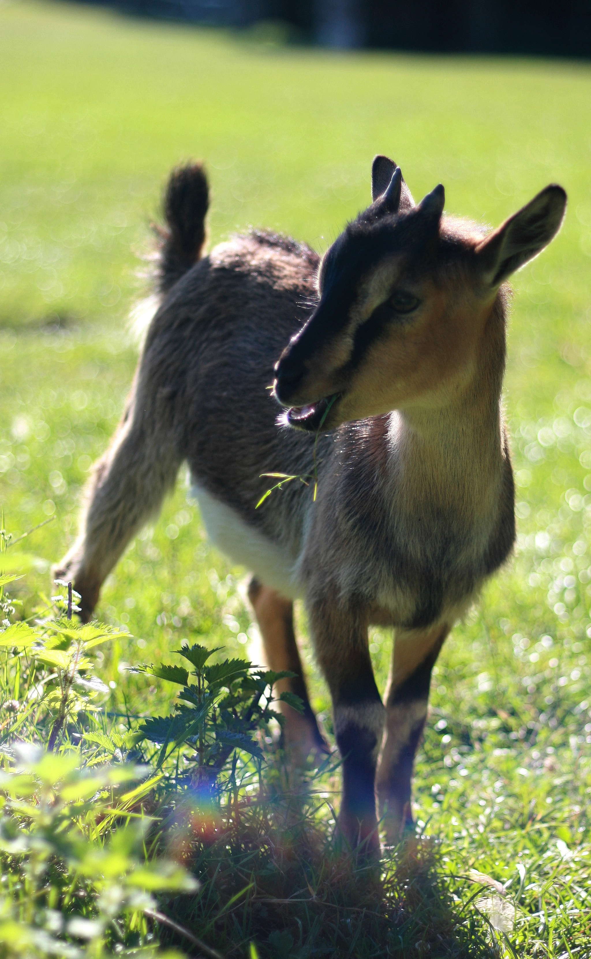 Canon EF 50mm F1.8 II sample photo. Baby goat photography
