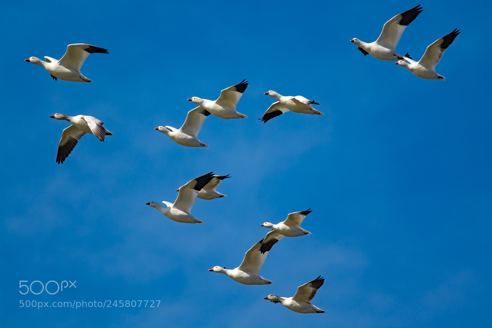 Nikon D7100 sample photo. Snow gesse in formation photography