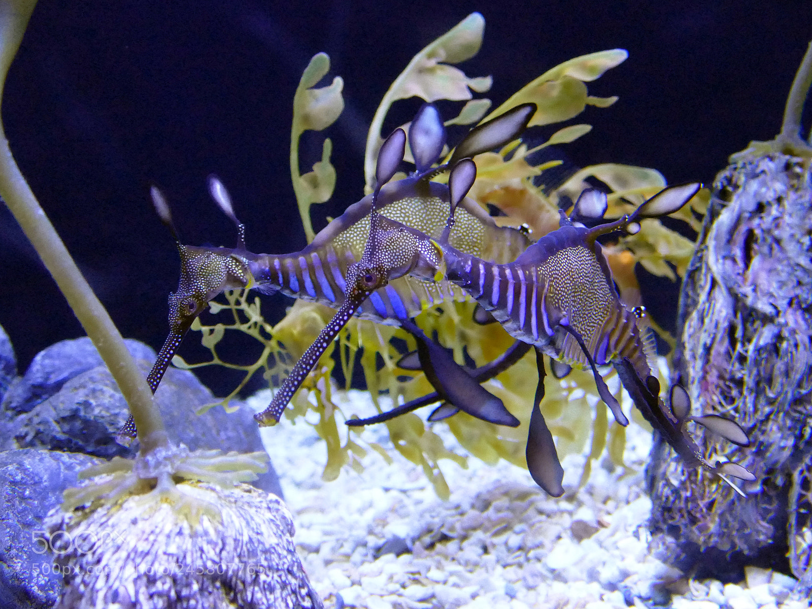 Panasonic Lumix DMC-FZ1000 sample photo. Seahorses photography