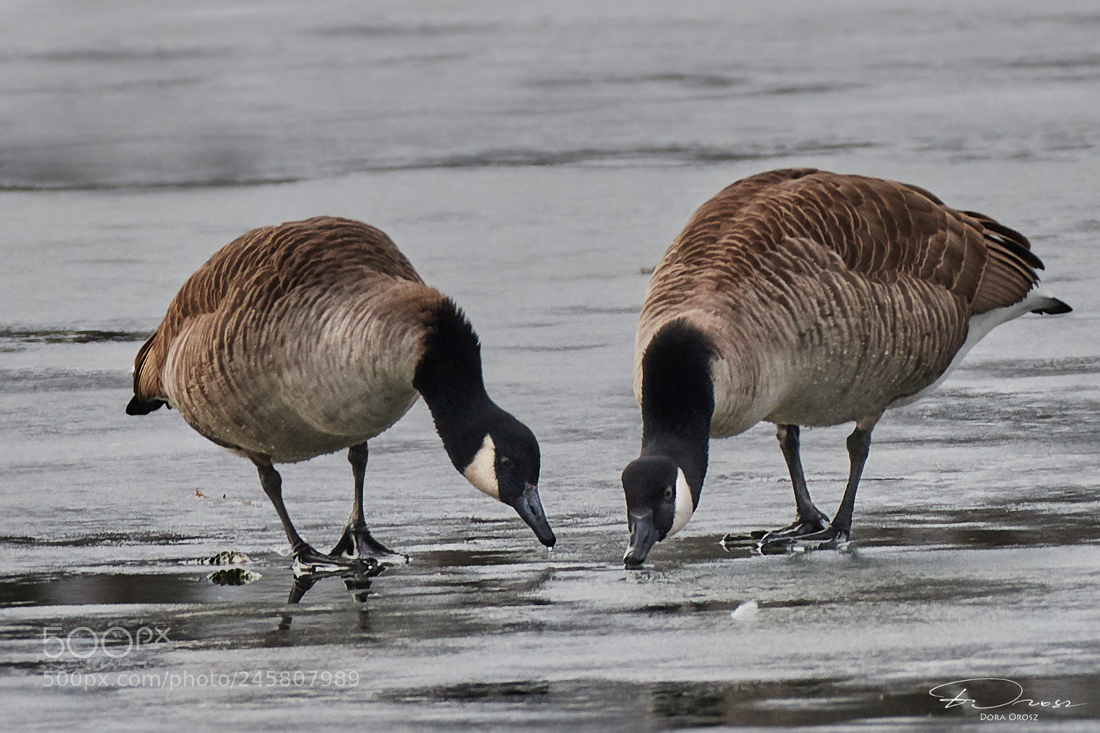 Nikon D500 sample photo. Cold photography