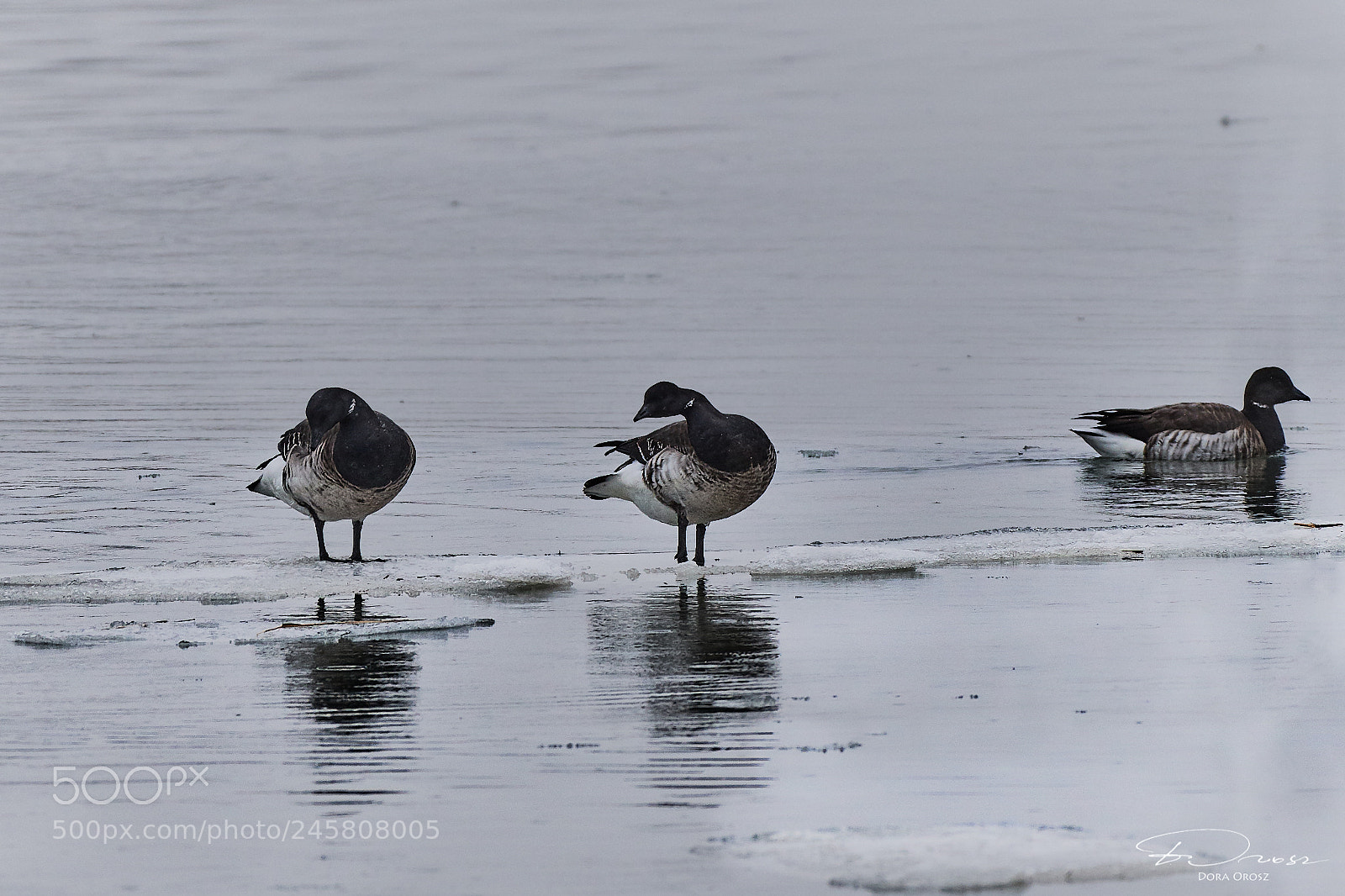 Nikon D500 sample photo. Icy photography