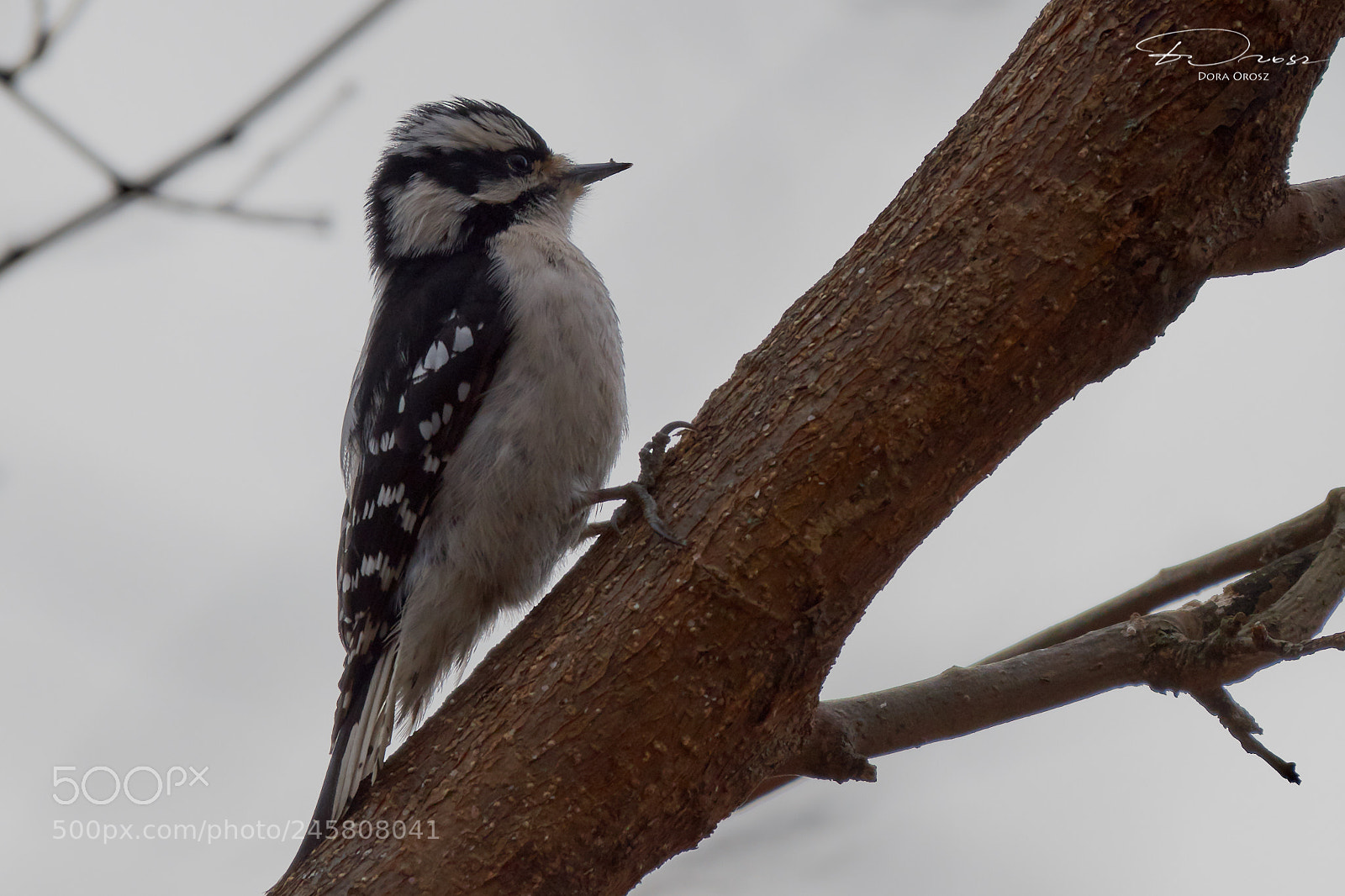 Nikon D500 sample photo. Downy woodpecker, dryobates pubescens photography