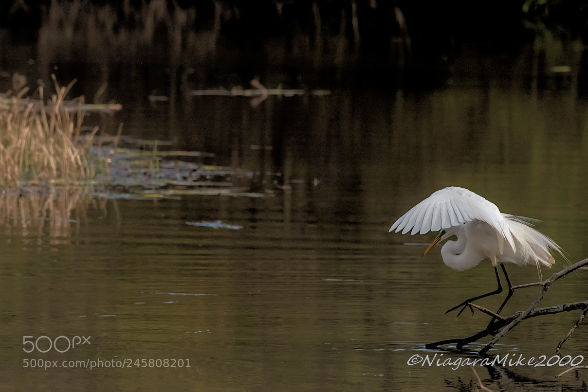 Nikon D810 sample photo. Egret sport .. balance beam photography