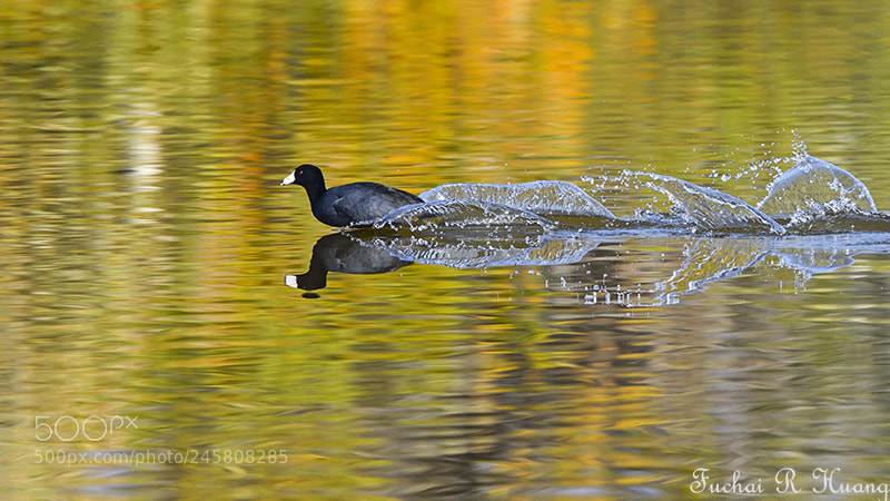 Nikon D500 sample photo. American coot landing on photography