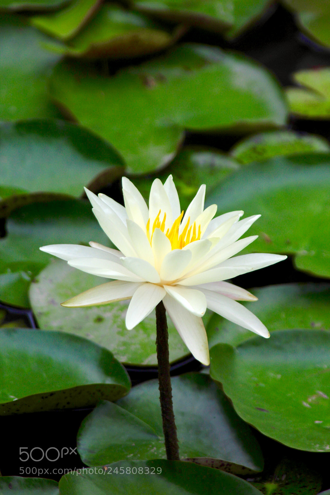 Canon EOS 600D (Rebel EOS T3i / EOS Kiss X5) sample photo. 洁•雅致 photography