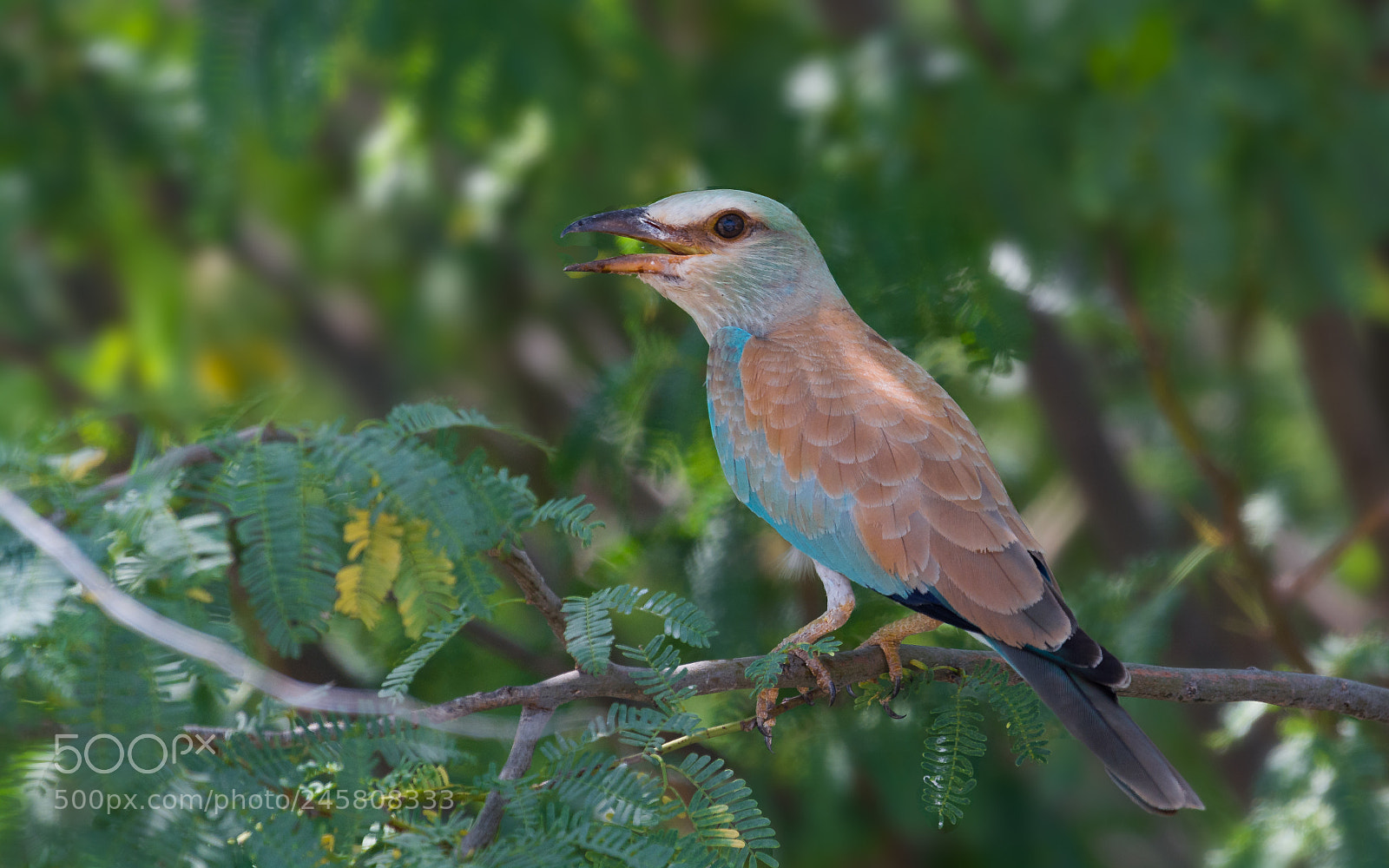 Nikon D5200 sample photo. European roller photography