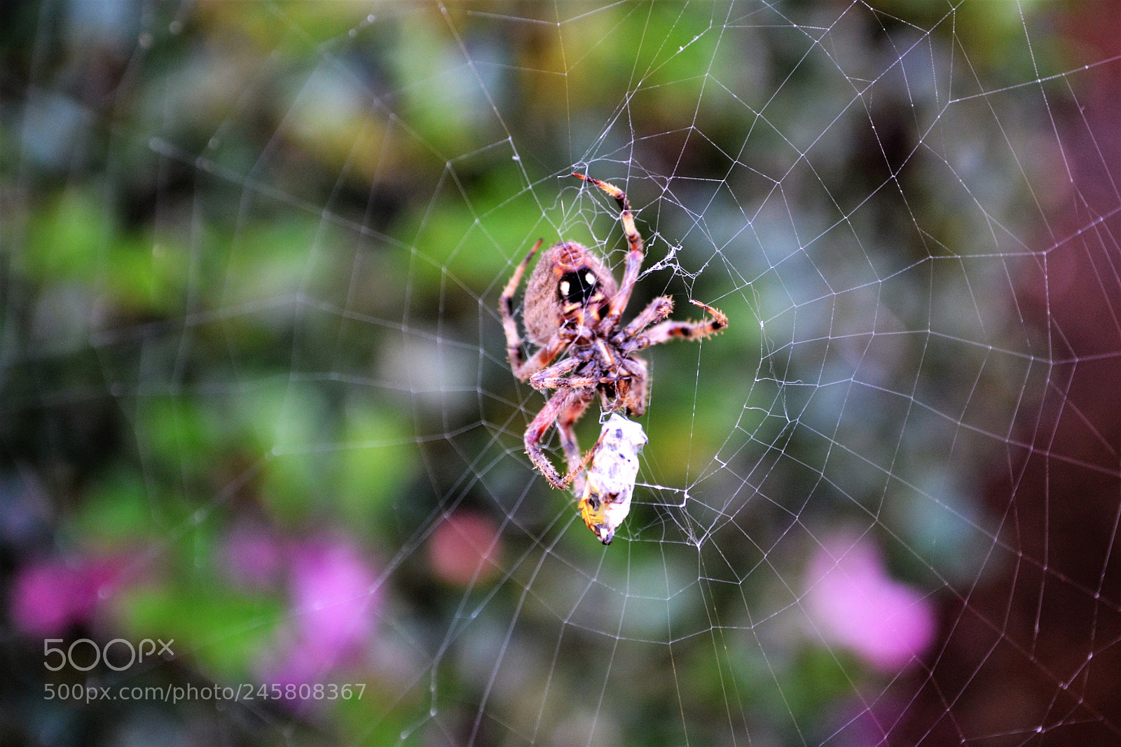 Nikon D3100 sample photo. () photography