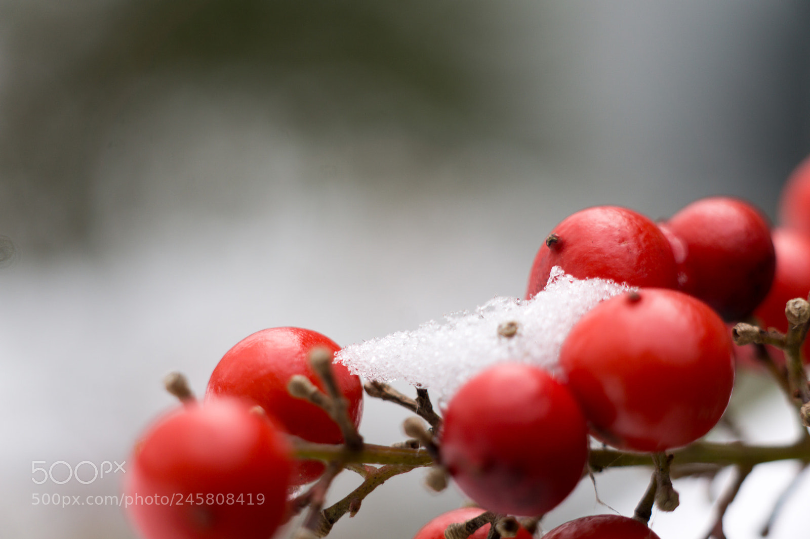 Sony a6000 sample photo. Red berry snow in photography