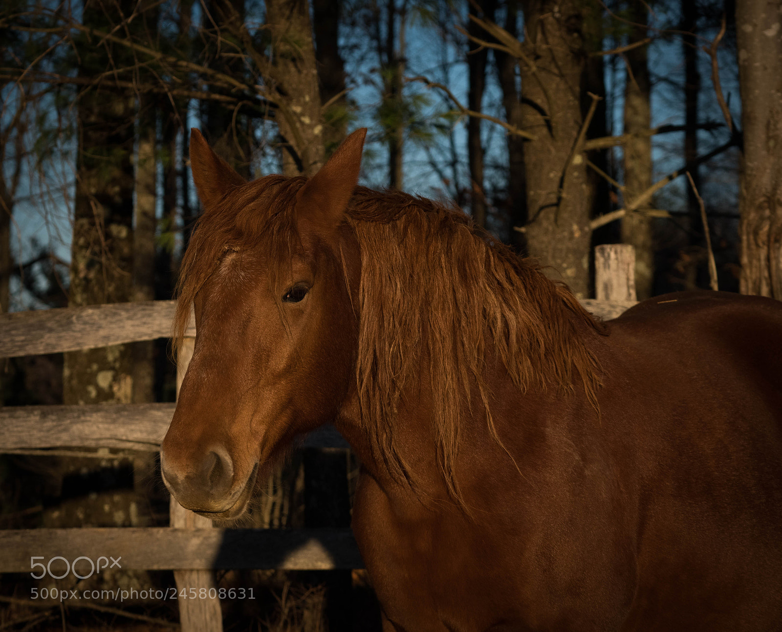 Sony a6500 sample photo. Suffolk punch photography