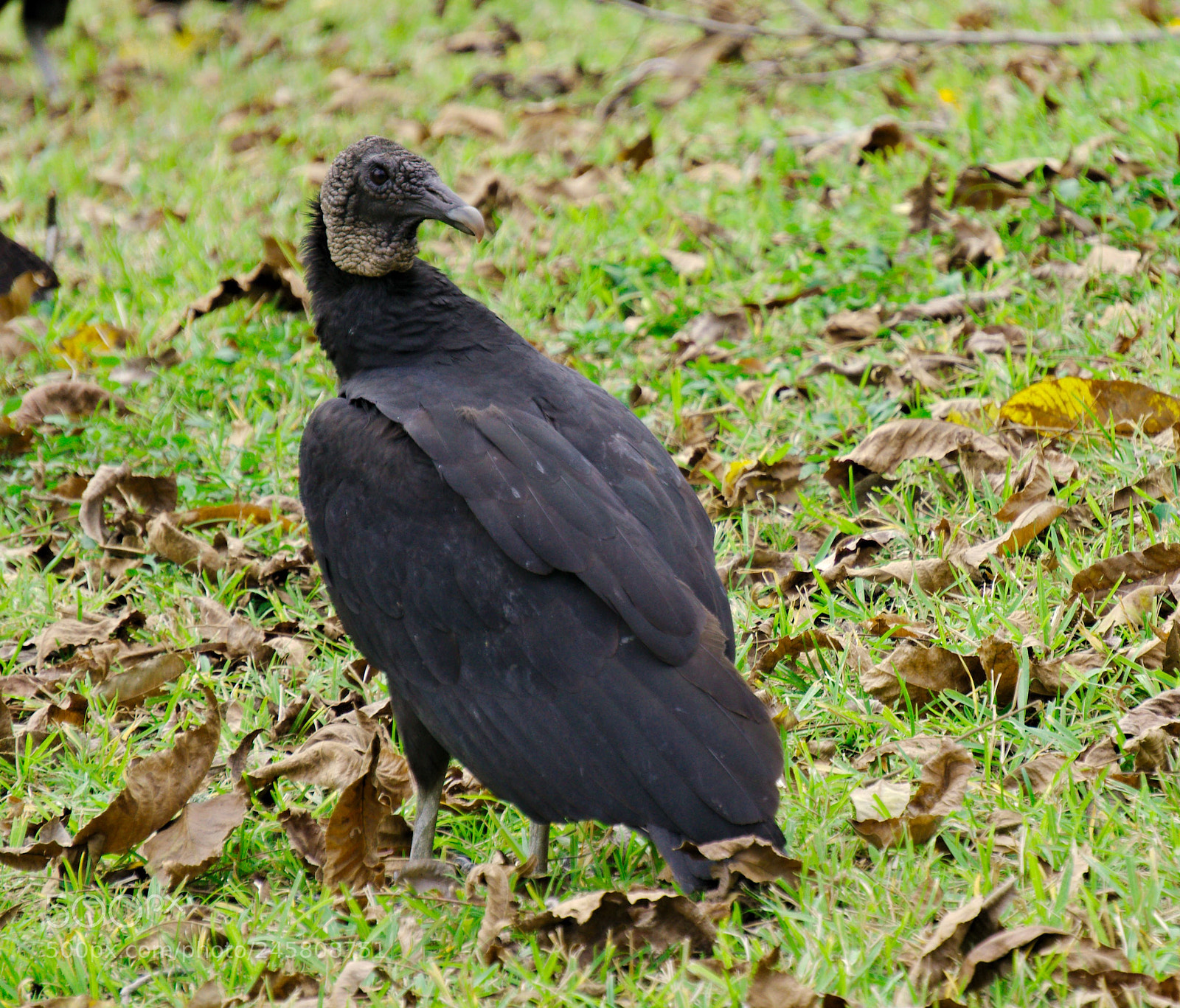 Sony a6300 sample photo. Vulture photography
