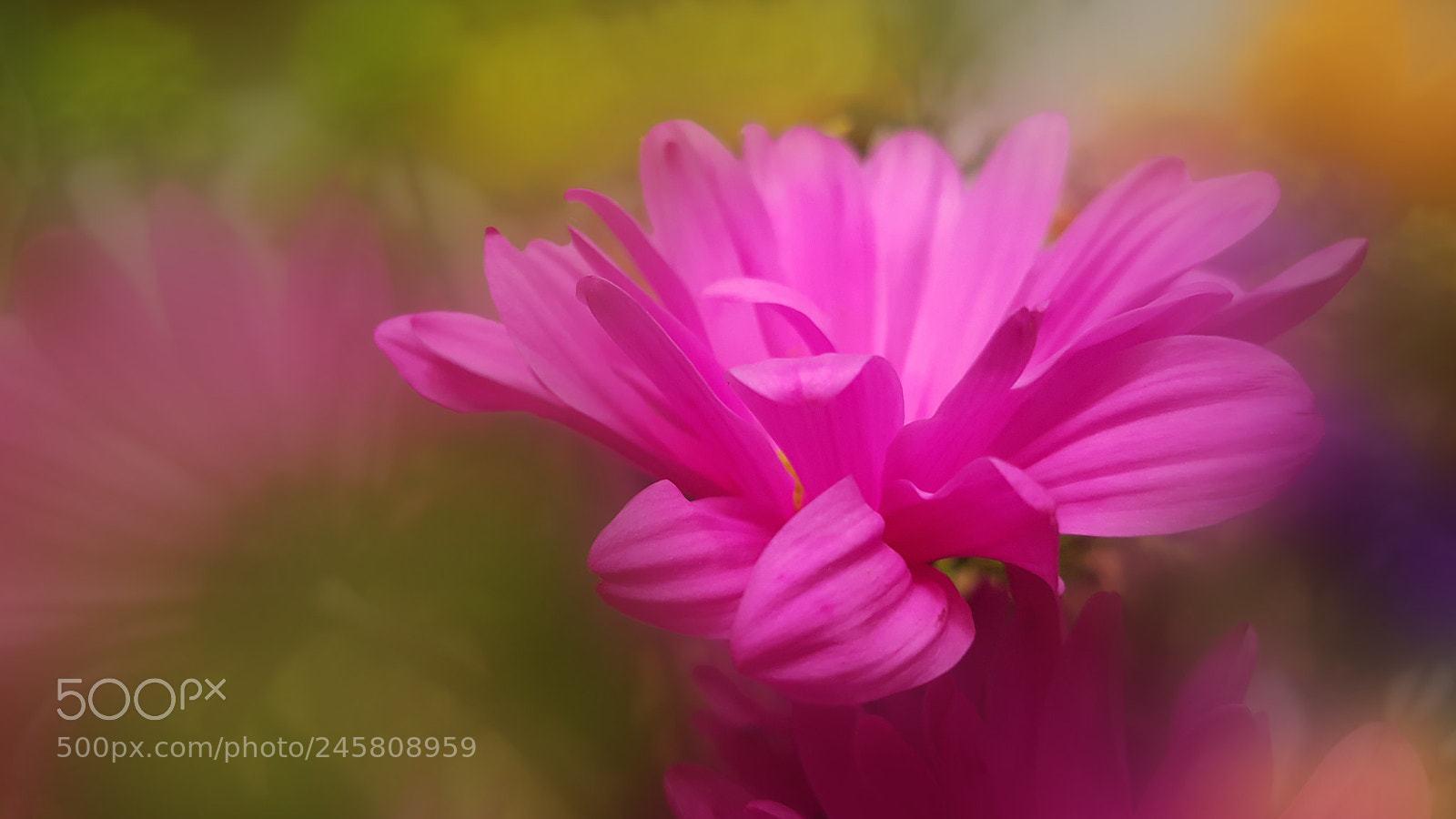 Samsung Galaxy Note5 sample photo. Pink photography