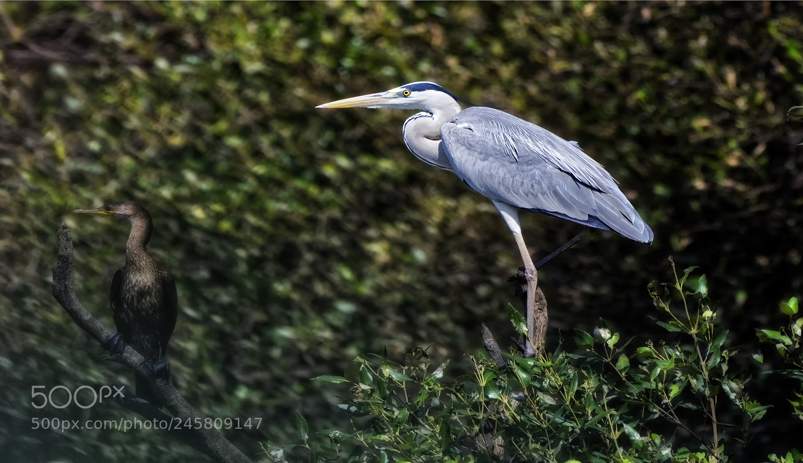 Nikon D500 sample photo. Great blue heron photography