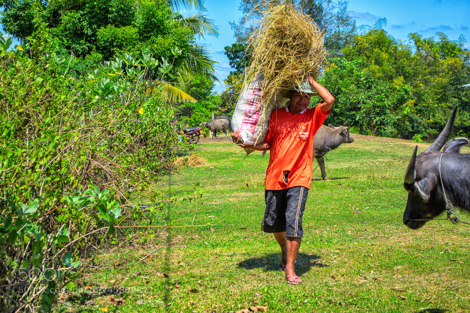 Nikon D3100 sample photo. Country side life #1 photography