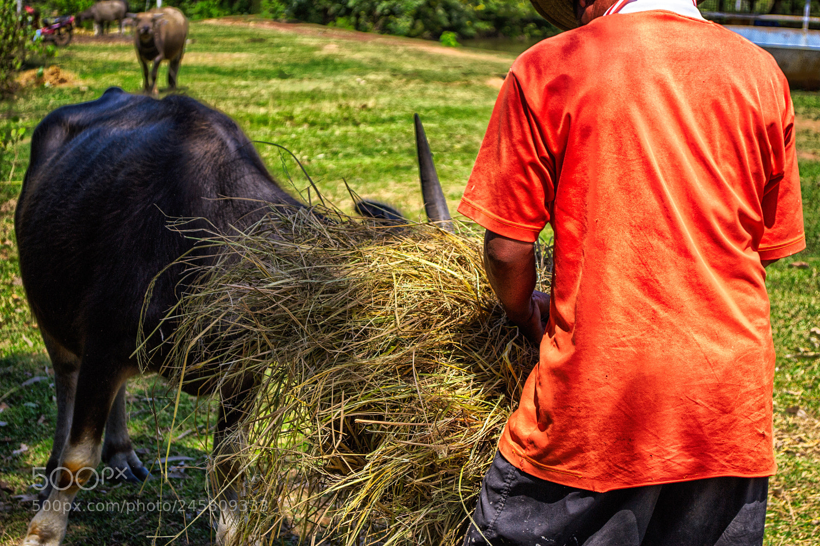 Nikon D3100 sample photo. Country side life #2 photography