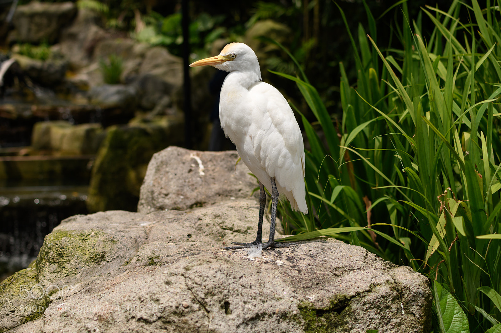 Nikon D7500 sample photo. Cattle egret photography