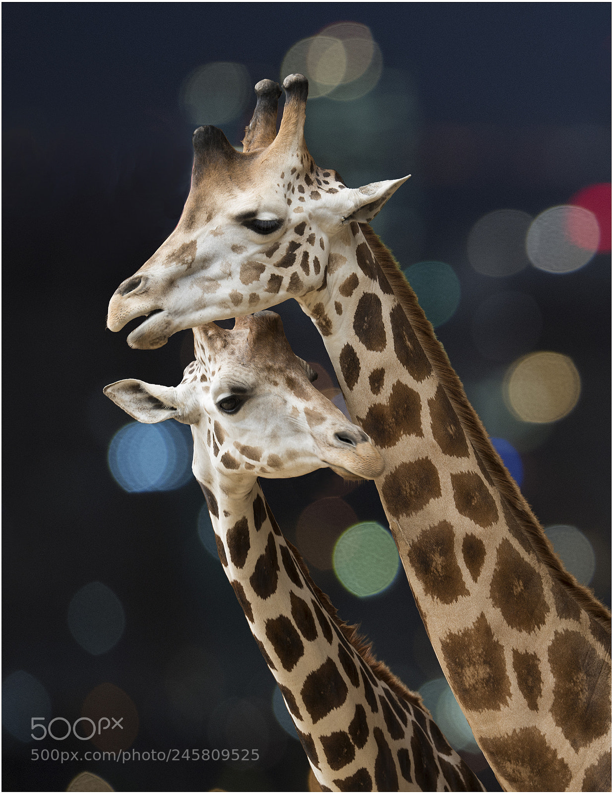 Nikon D810 sample photo. Date night photography