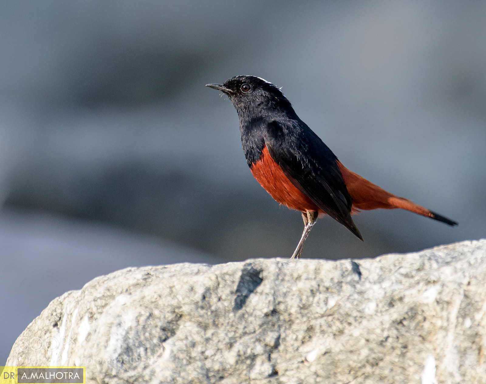Nikon D810 sample photo. White capped redstart photography