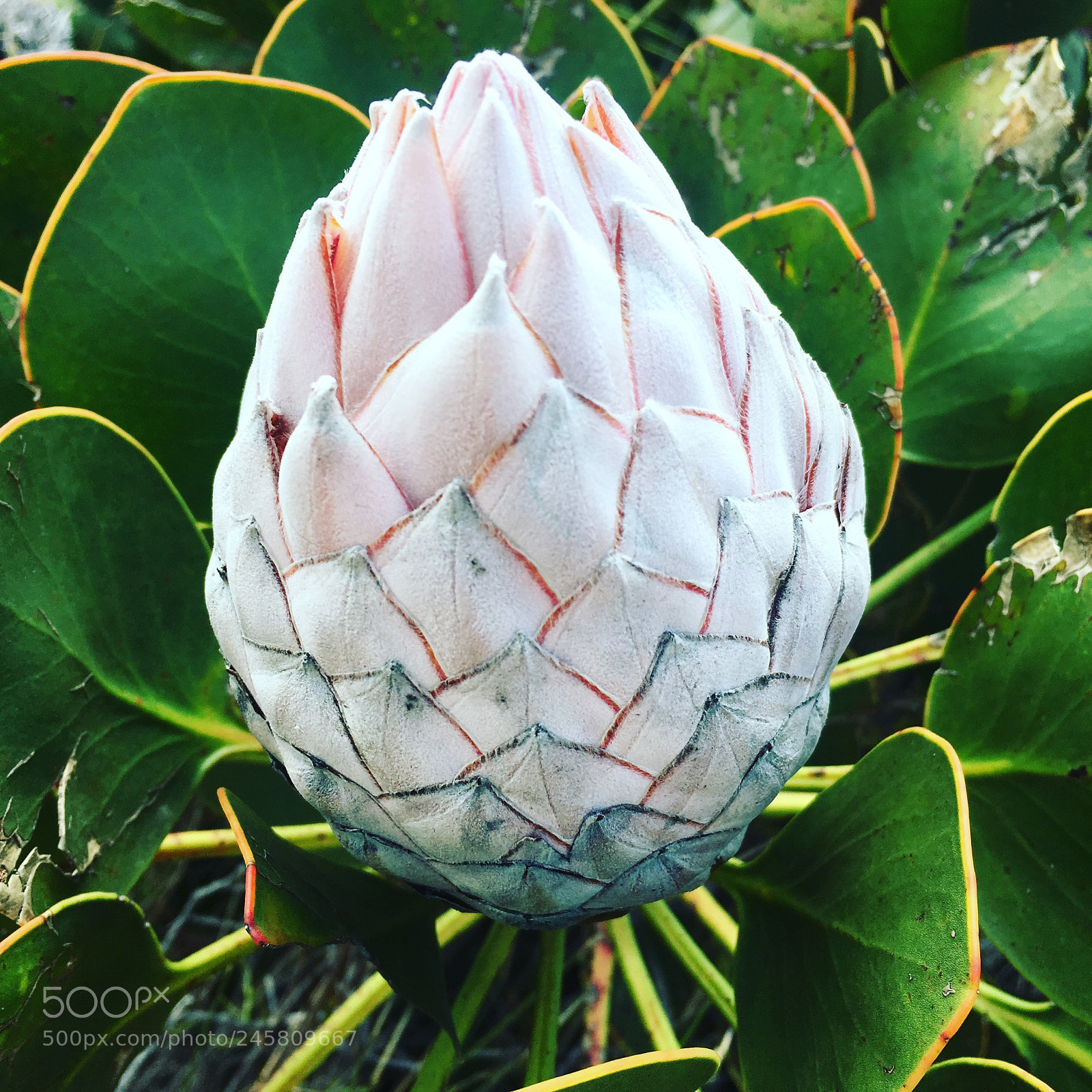 Apple iPhone 6s sample photo. Giant protea flower bud photography
