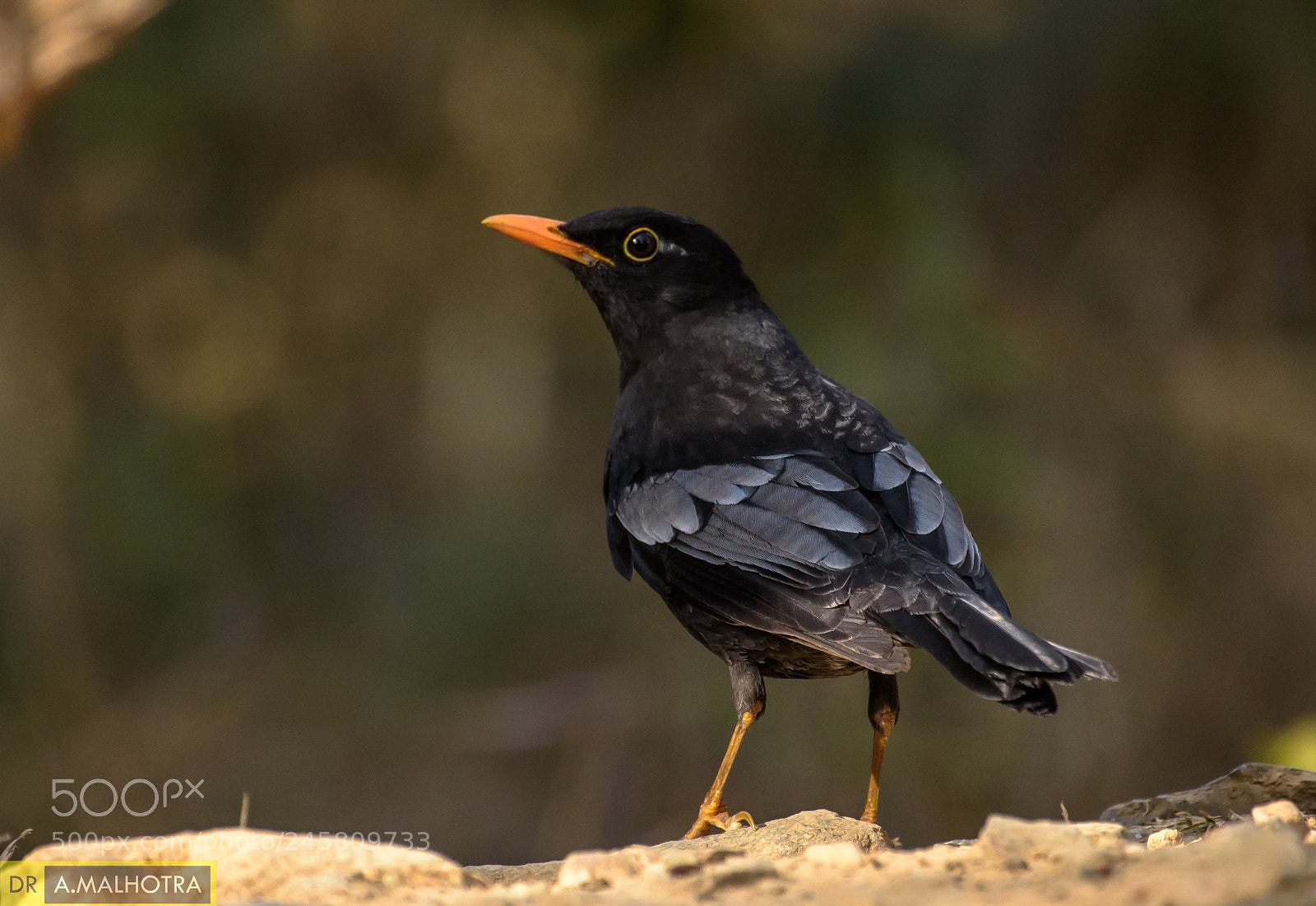 Nikon D810 sample photo. Grey winged black bird photography