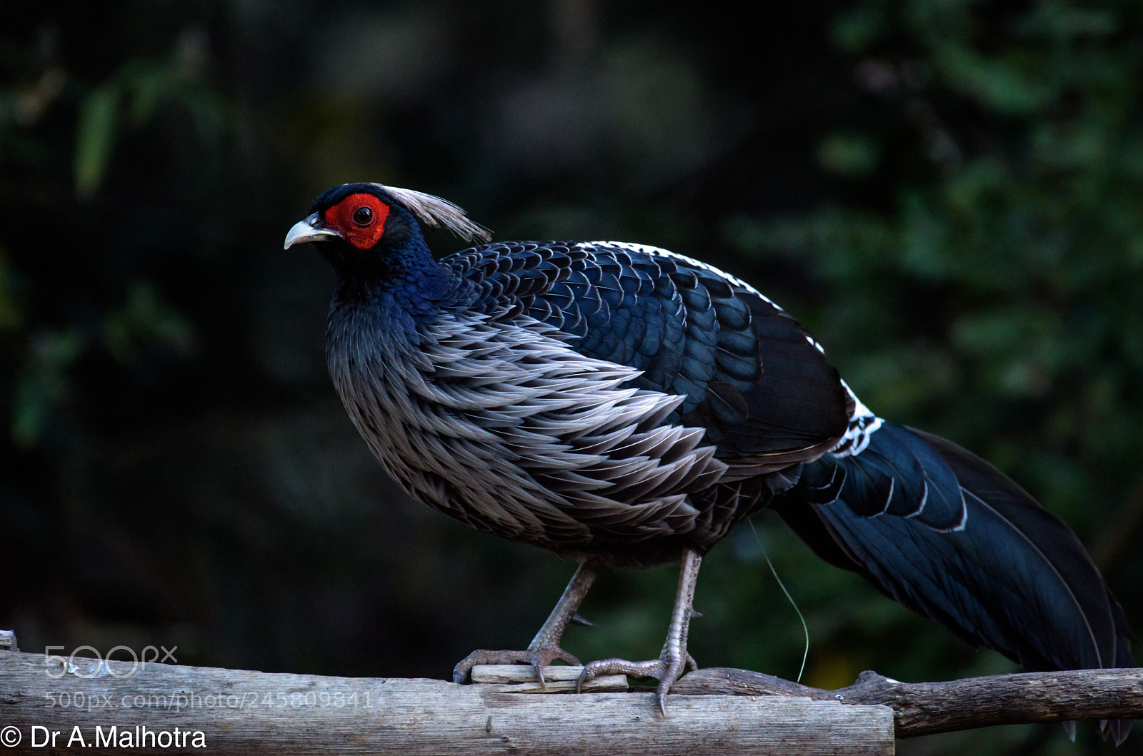 Nikon D810 sample photo. Khalij pheasent photography