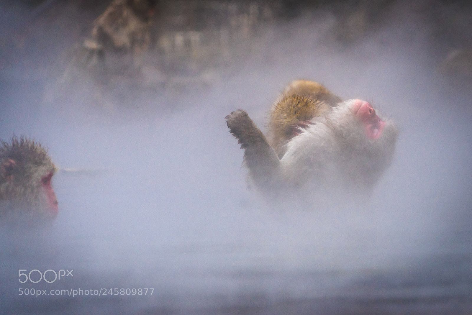Sony a7R sample photo. Snow monkey photography