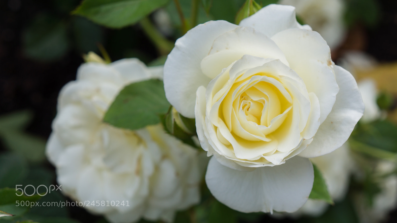 Sony Alpha NEX-7 sample photo. Untitled photography