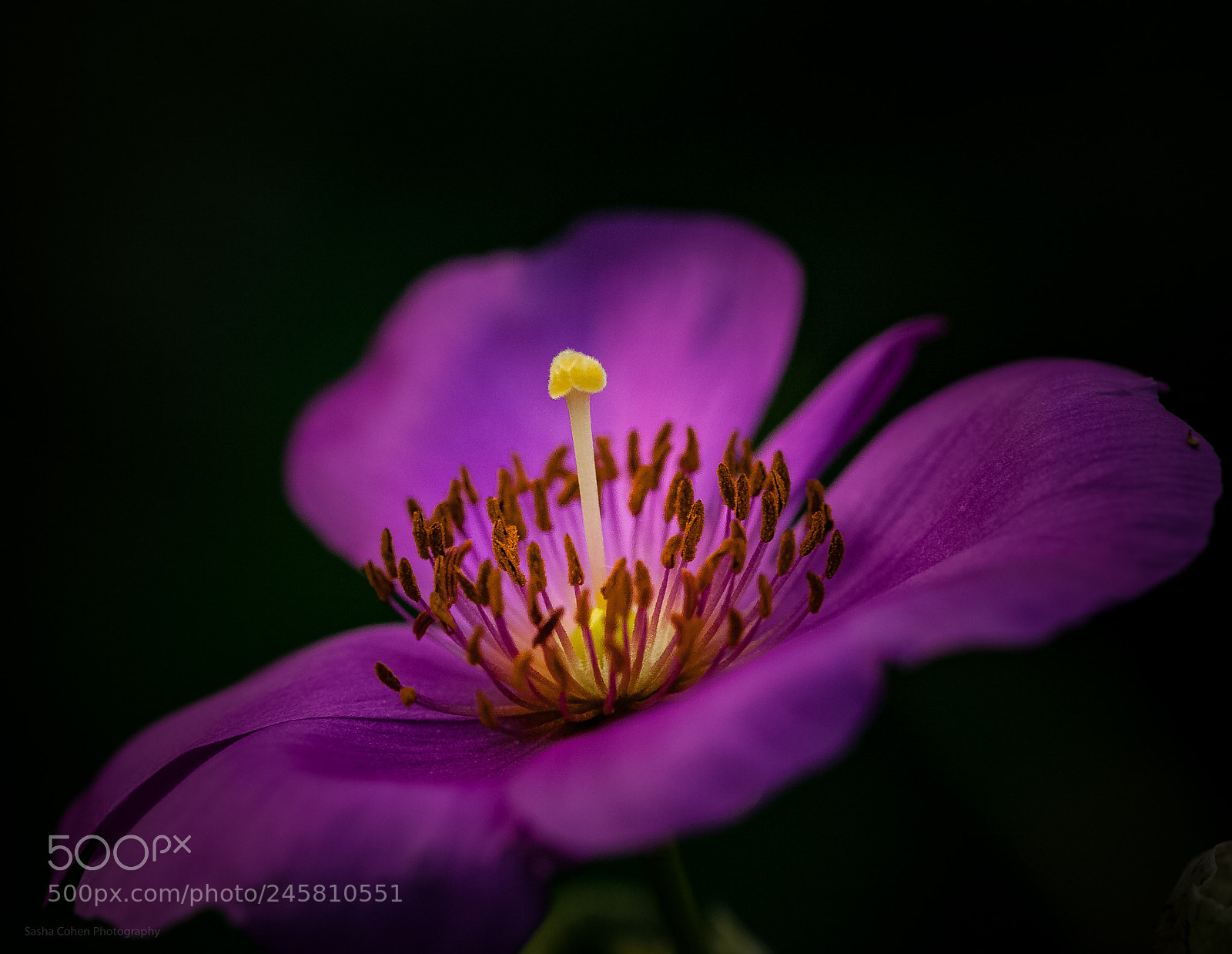 Canon EOS 5D sample photo. Radiant photography