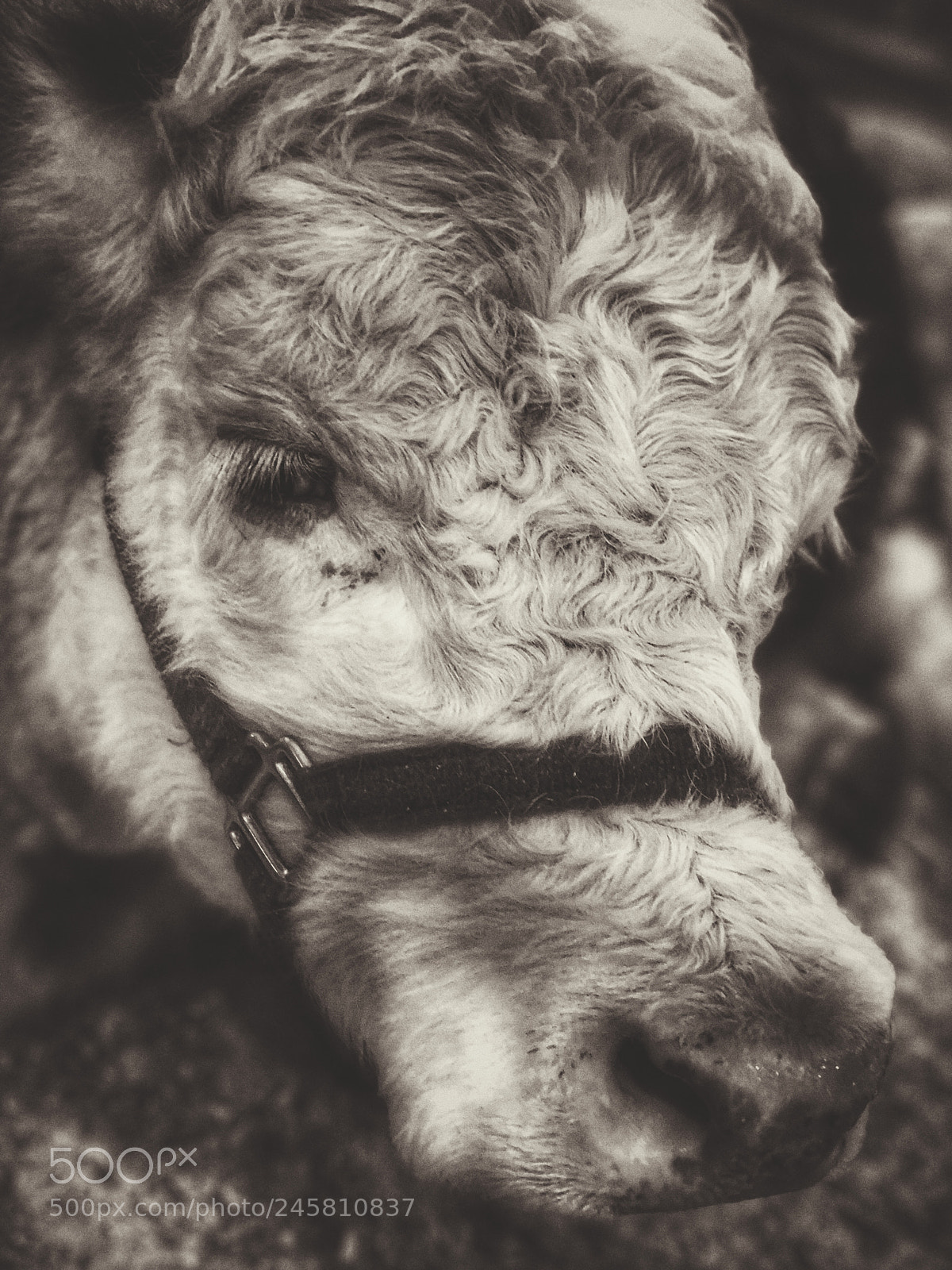 Apple iPhone 8 Plus sample photo. Untitled photography
