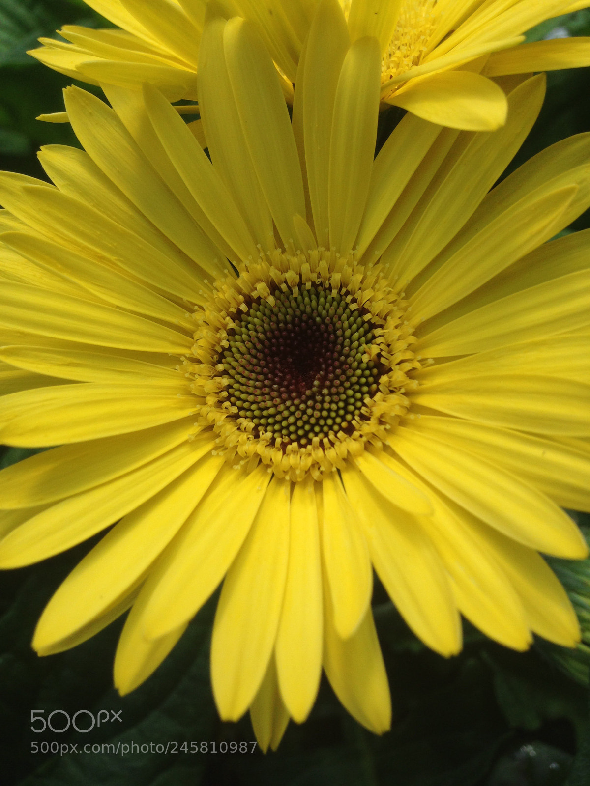 Apple iPhone 5 sample photo. Sunflower focus yellow brown photography