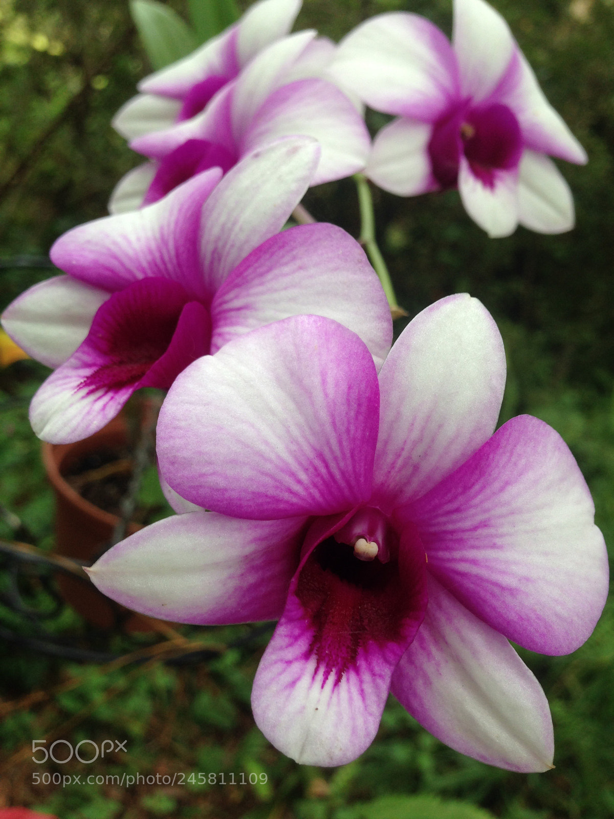 Apple iPhone 5 sample photo. Purple white depth focus photography