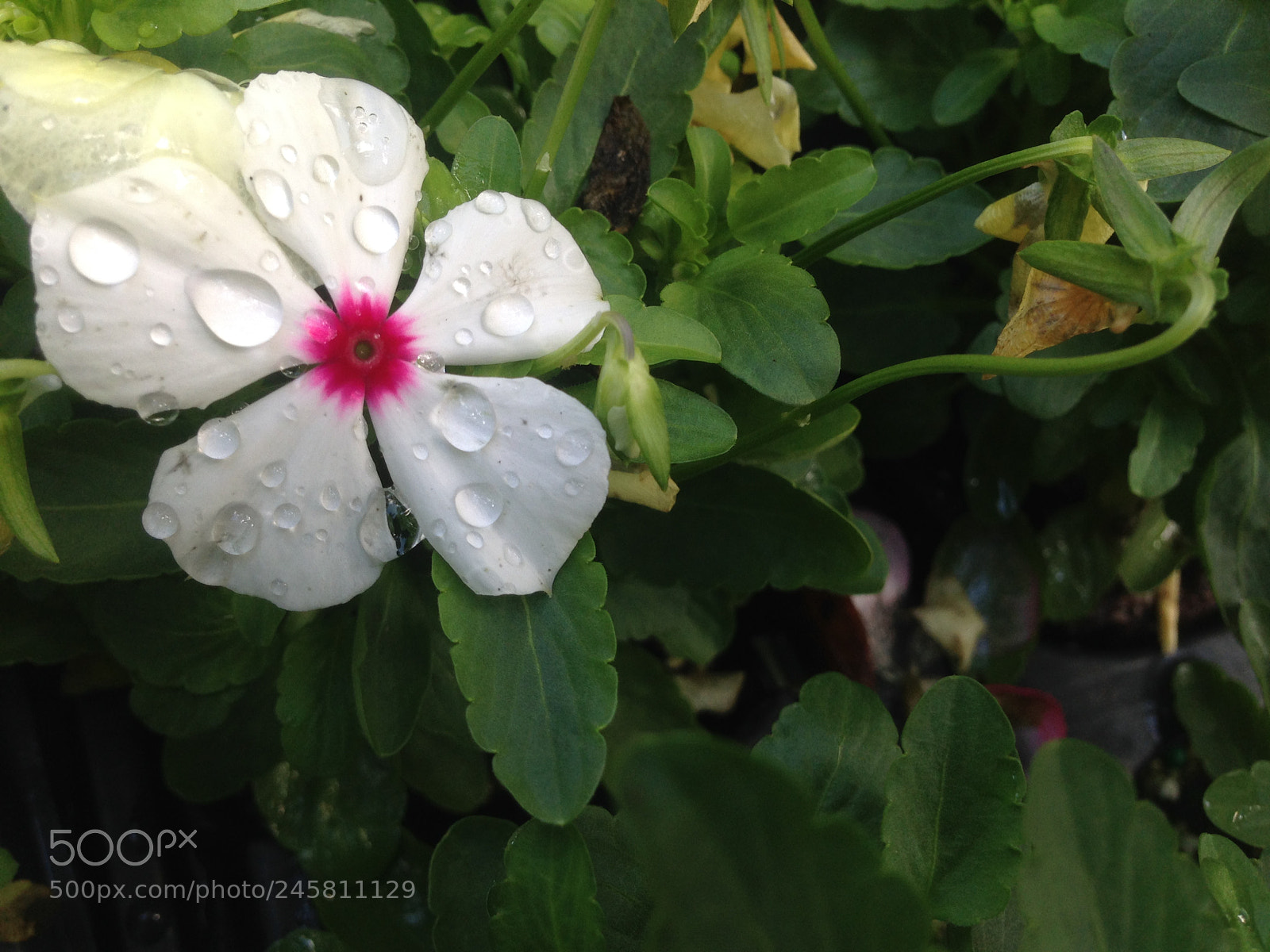 Apple iPhone 5 sample photo. Pink white flower water photography