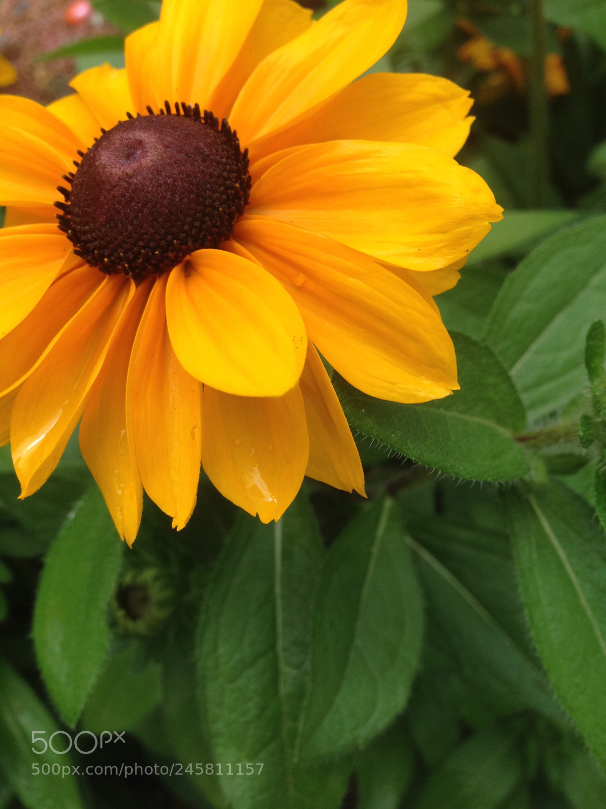 Apple iPhone 5 sample photo. Flower spring yellow beauty photography
