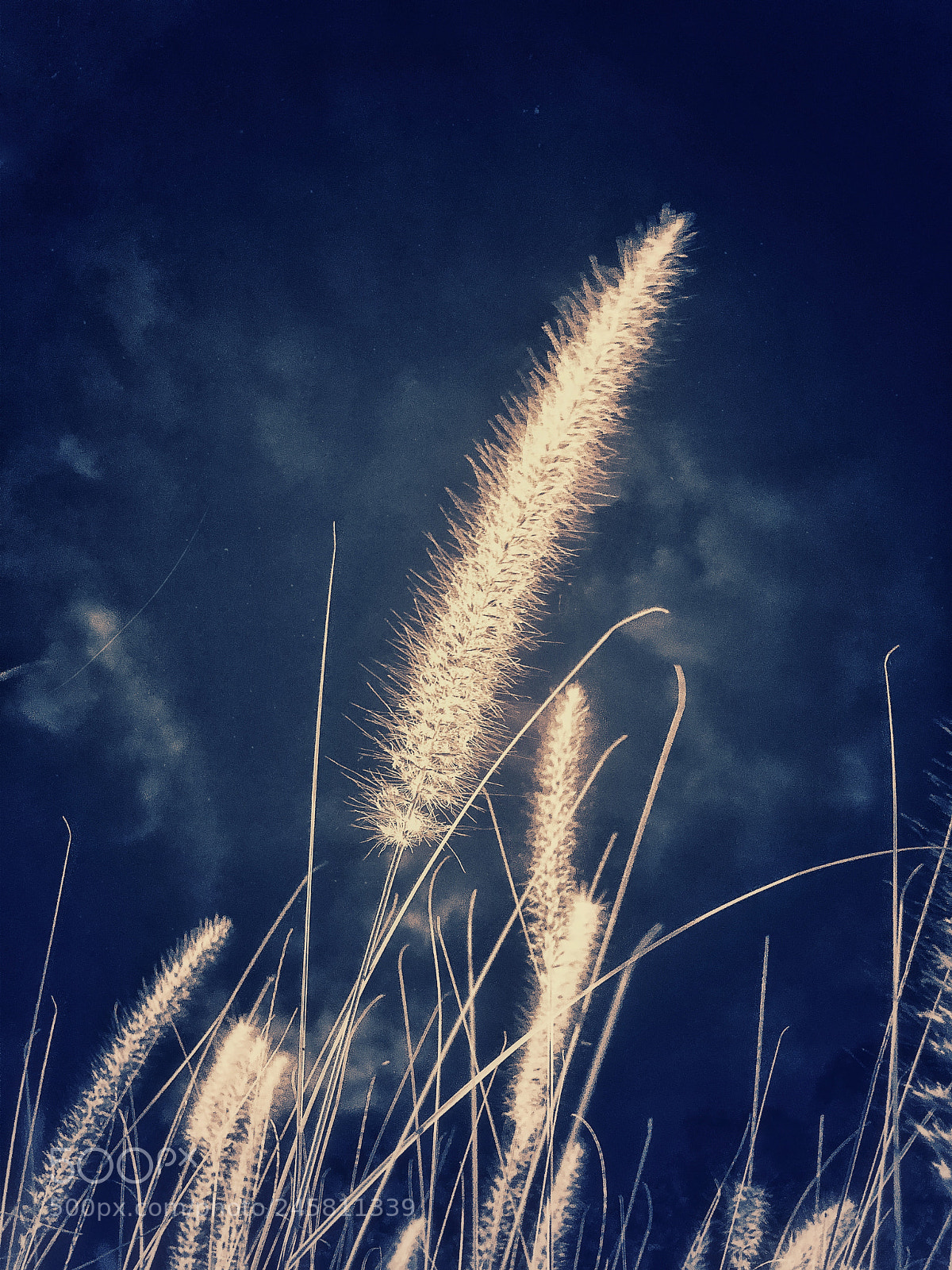 Apple iPhone X sample photo. The grass 2 photography