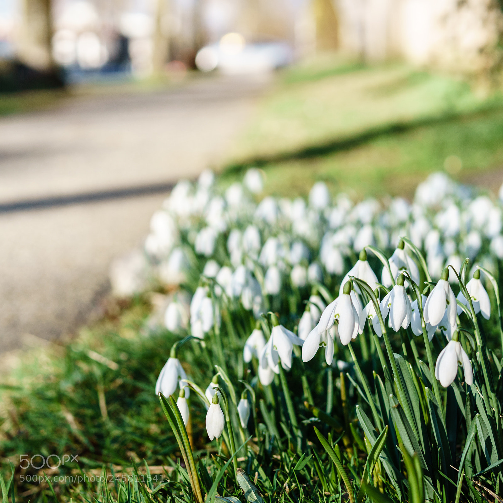 Sony a6000 sample photo. Snowdrop photography