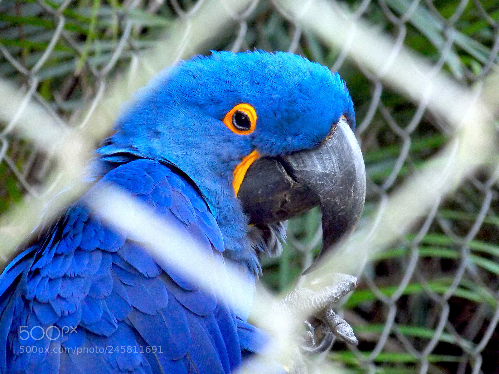 Nikon Coolpix L810 sample photo. Blue-arara photography