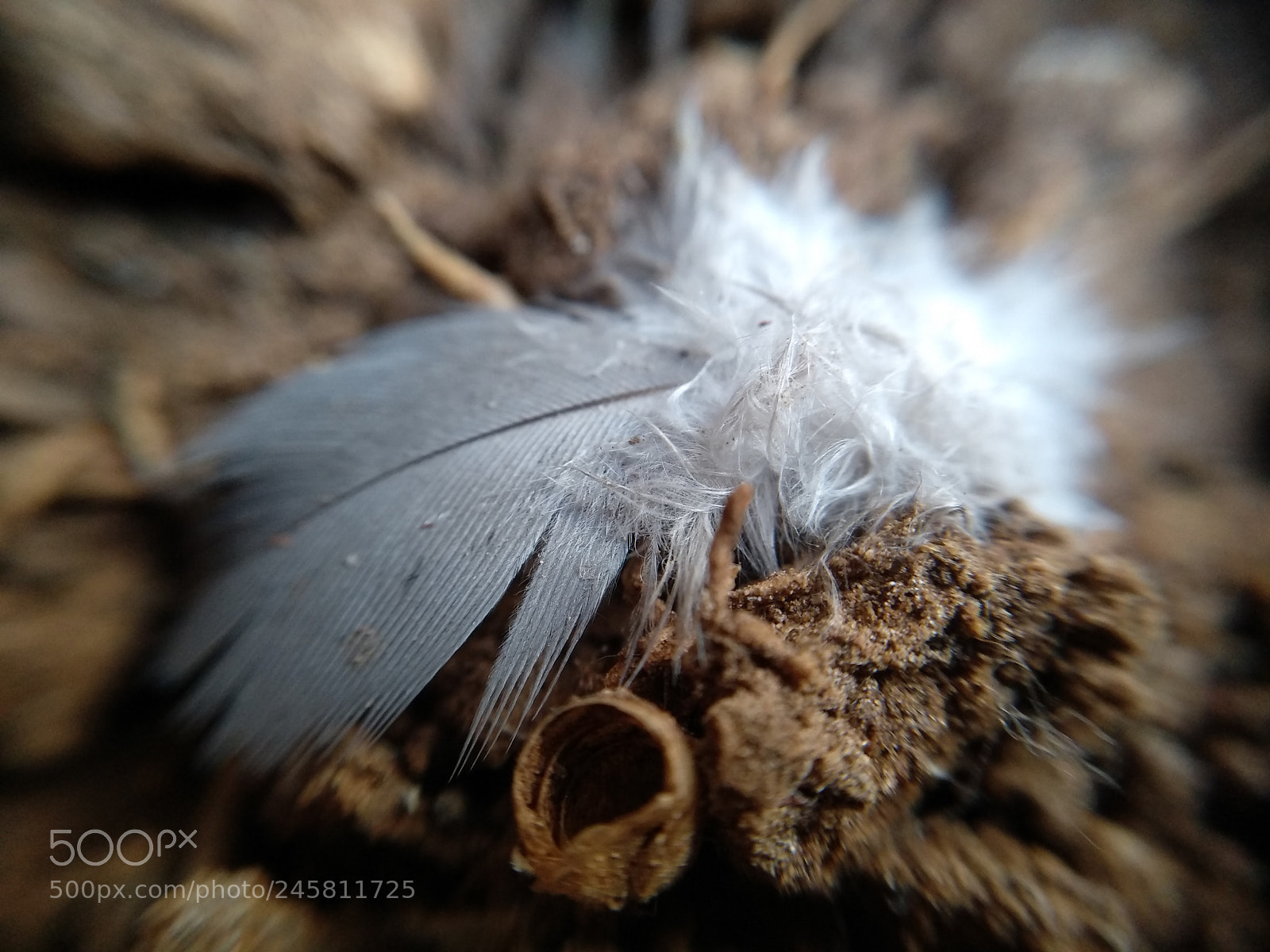 Xiaomi MI MAX 2 sample photo. Feather beauty photography