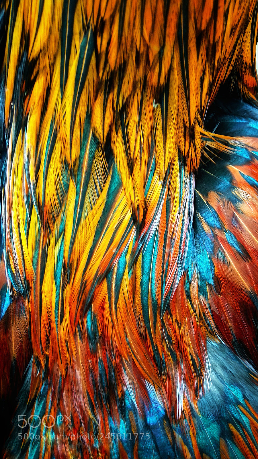 Xiaomi Mi A1 sample photo. Feathers photography