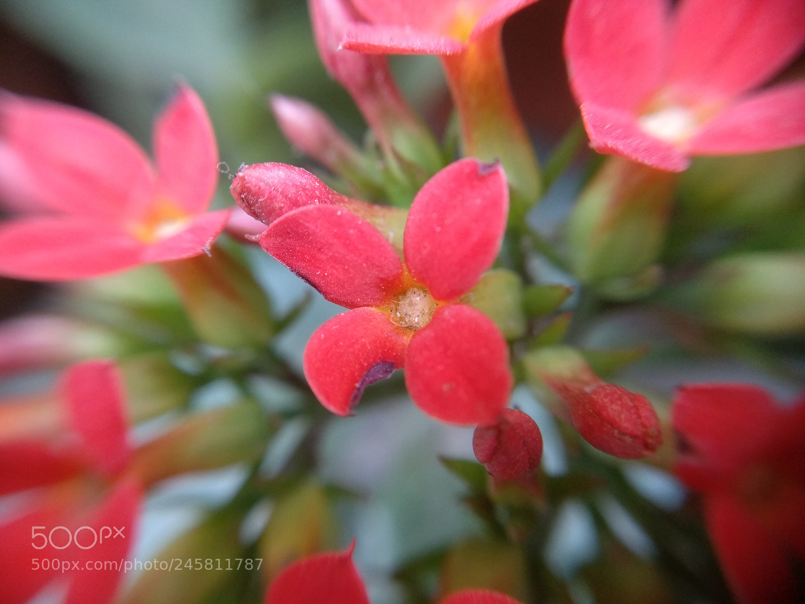Xiaomi MI MAX 2 sample photo. Garden beauty photography