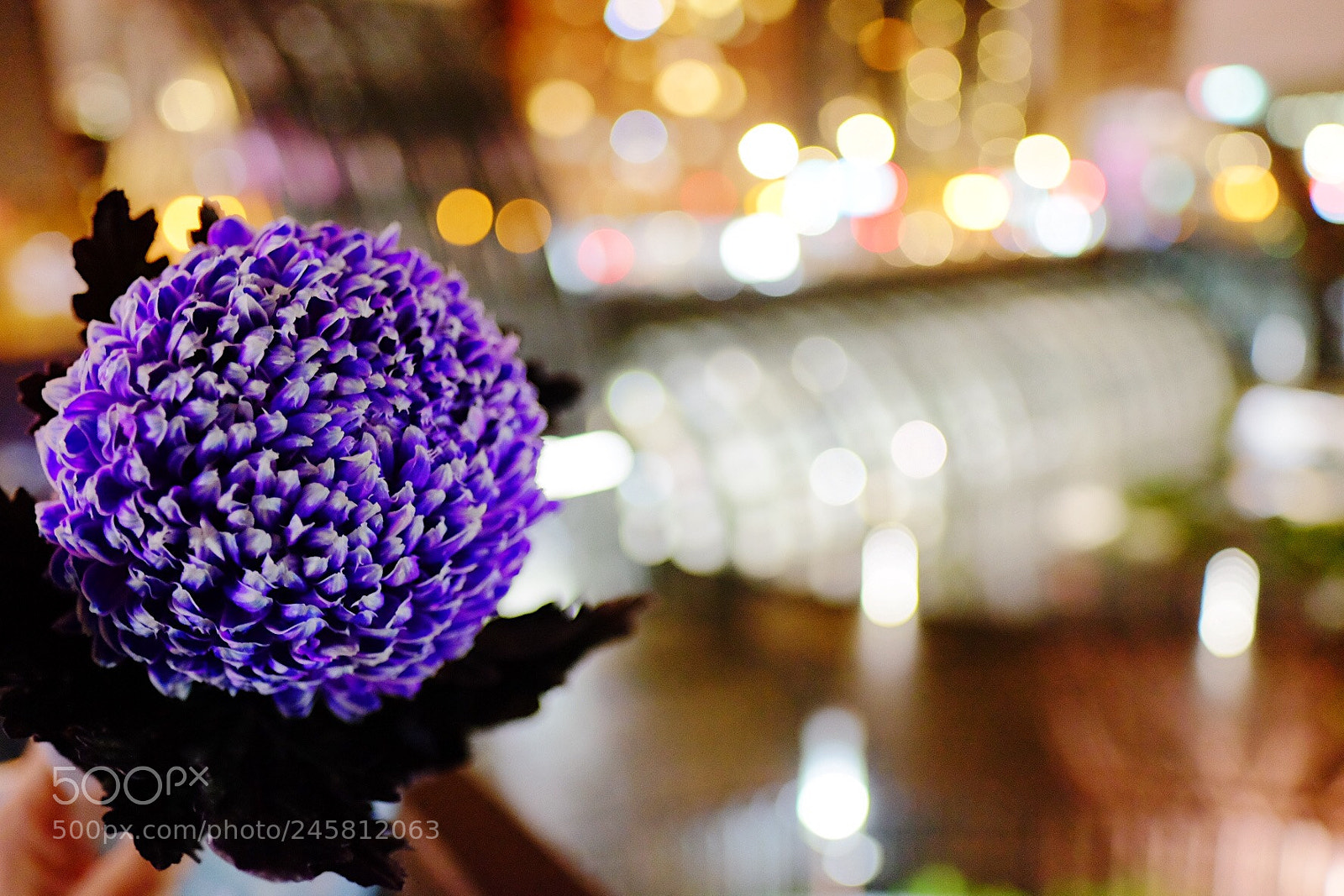 Fujifilm X-T10 sample photo. Daisy photography