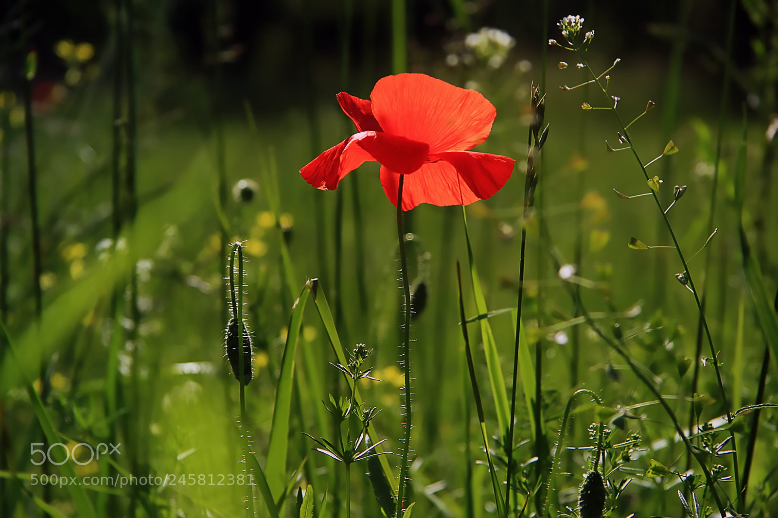 Canon EOS 1000D (EOS Digital Rebel XS / EOS Kiss F) sample photo. Poppy photography